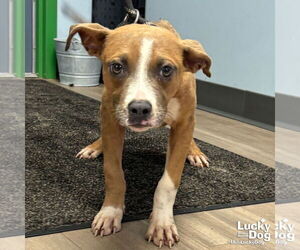 Boxador Dogs for adoption in Washington, DC, USA