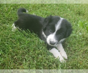 Border-Aussie Puppy for Sale in HILDEBRAN, North Carolina USA