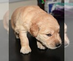 Small Photo #30 Golden Retriever Puppy For Sale in POULSBO, WA, USA