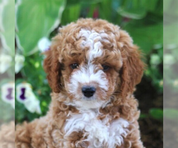 Medium Photo #2 Poodle (Miniature) Puppy For Sale in MYERSTOWN, PA, USA
