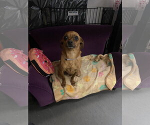 Jimothy - Male Chihuahua-Unknown Mix Dog for Adoption - Photo #10