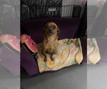 Small Photo #10 Chihuahua-Unknown Mix Puppy For Sale in San Francisco, CA, USA