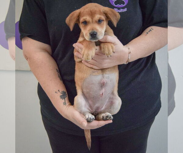 Medium Photo #3 German Shepherd Dog-Unknown Mix Puppy For Sale in Huntley, IL, USA