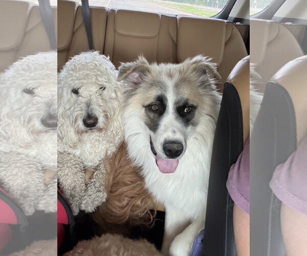 Medium Photo #5 Great Pyrenees-Unknown Mix Puppy For Sale in Dallas, TX, USA