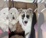 Small Photo #5 Great Pyrenees-Unknown Mix Puppy For Sale in Dallas, TX, USA