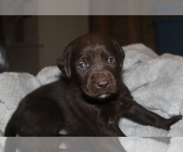 Medium Photo #4 Labrador Retriever Puppy For Sale in MANSFIELD, MO, USA