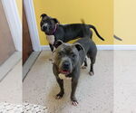 Small American Pit Bull Terrier