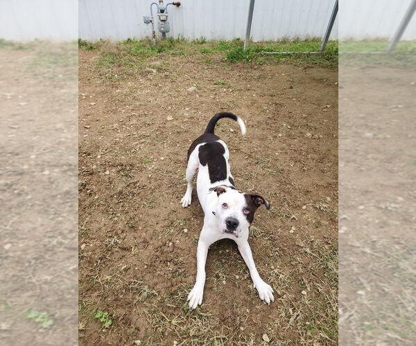 Medium Photo #4 Mutt Puppy For Sale in Evansville, IN, USA