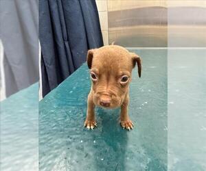 Medium Labrador Retriever Mix