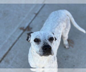 Mutt Dogs for adoption in Tulsa, OK, USA