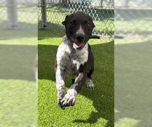 Mutt Dogs for adoption in Texas City, TX, USA