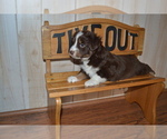 Small Photo #5 Miniature Australian Shepherd Puppy For Sale in WOODSTOCK, CT, USA