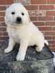 Small Anatolian Shepherd-Great Pyrenees Mix