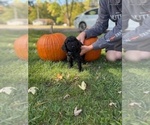 Small #3 Poodle (Standard)