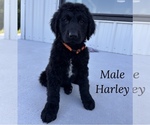 Puppy Harley Goldendoodle