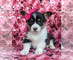 Small Photo #5 Pembroke Welsh Corgi Puppy For Sale in GLEN ROCK, PA, USA