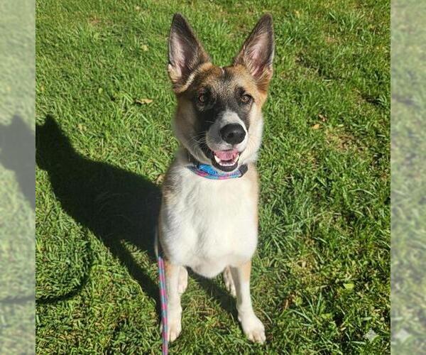 Medium Photo #1 Siberian Husky Puppy For Sale in Sacramento, CA, USA