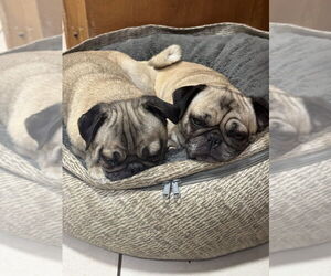 OATMEAL - Female Pug Dog for Adoption - Photo #4