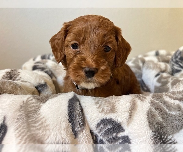 Medium Photo #2 Goldendoodle (Miniature) Puppy For Sale in MANTECA, CA, USA