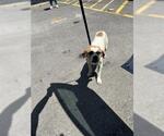 Small Beagle Mix