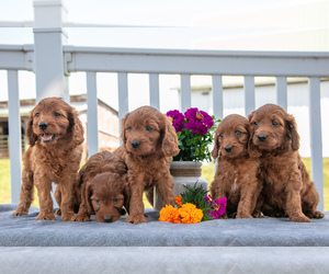 Cavapoo Litter for sale in SUGARCREEK, OH, USA