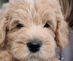 Small Photo #1 Double Doodle Puppy For Sale in BELLINGHAM, WA, USA