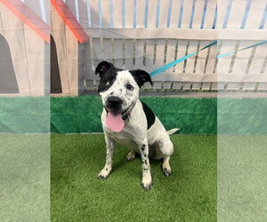 Mutt Dogs for adoption in Euless, TX, USA