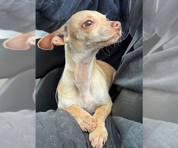 Medium Photo #4 Chihuahua Puppy For Sale in Tarrytown, GA, USA