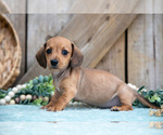Puppy Bailey Dachshund