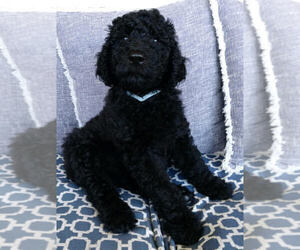 Poodle (Standard) Puppy for Sale in FORT LAUDERDALE, Florida USA
