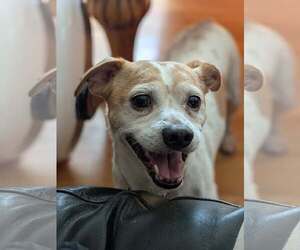 Chihuahua-Unknown Mix Dogs for adoption in pomfret, CT, USA