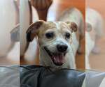 Small Chihuahua Mix