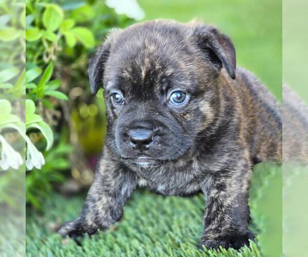 Medium Photo #7 French Bulldog-Unknown Mix Puppy For Sale in San Diego, CA, USA
