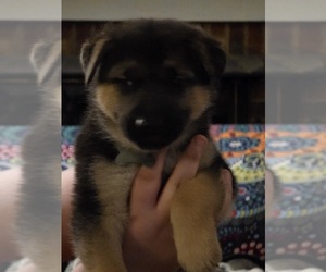 Medium Gerberian Shepsky