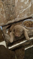 Chesapeake Bay Retriever Puppy for sale in CHARLOTTE HALL, MD, USA