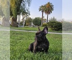 Small Photo #5 French Bulldog Puppy For Sale in SAN BERNARDINO, CA, USA