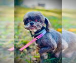 Small #3 Shih Tzu Mix