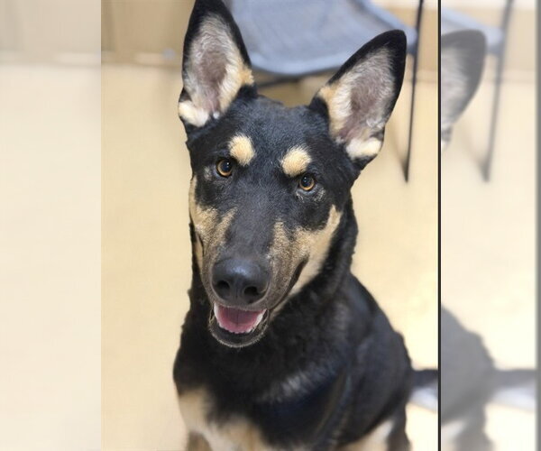 Medium Photo #1 German Shepherd Dog-Unknown Mix Puppy For Sale in Chula Vista, CA, USA