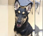 Small German Shepherd Dog Mix