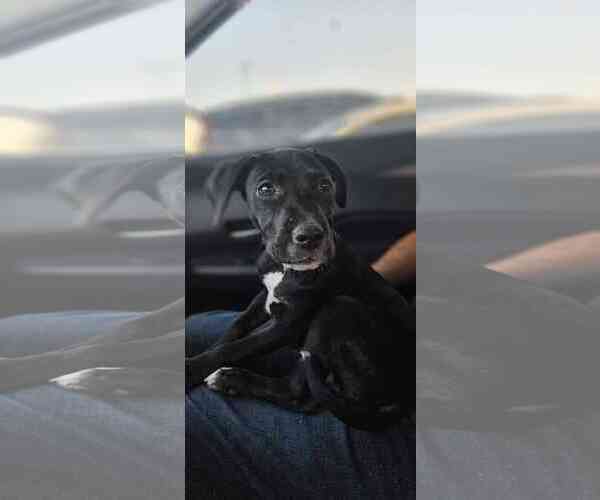 Medium Photo #1 Labrador Retriever-Unknown Mix Puppy For Sale in Fort Worth, TX, USA
