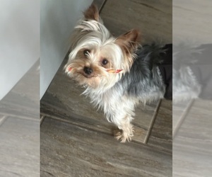 Father of the Yorkshire Terrier puppies born on 06/02/2026