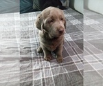 Puppy Jo Jo Labrador Retriever