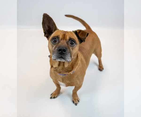 Medium Photo #6 Mutt Puppy For Sale in Kennesaw, GA, USA