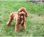Matilda - Female Cavapoo (Miniature) Puppy for Sale - Photo #3