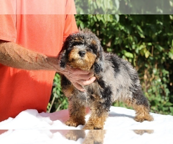 Medium Photo #1 Bernedoodle (Miniature) (+ Poodle Miniature) Puppy For Sale in DYERSBURG, TN, USA