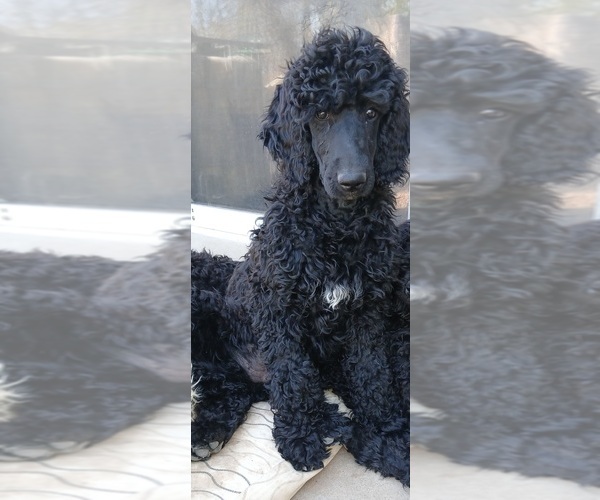Medium Photo #1 Poodle (Standard) Puppy For Sale in CENTENNIAL, CO, USA
