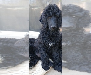 Poodle (Standard) Puppy for sale in CENTENNIAL, CO, USA