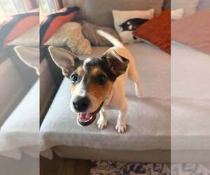 Jackie- JRT/pittie puppies - Female American Pit Bull Terrier-Jack Russell Terrier Mix Dog for Adoption - Photo #15