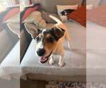 Small Photo #15 American Pit Bull Terrier-Jack Russell Terrier Mix Puppy For Sale in Oakhurst, NJ, USA