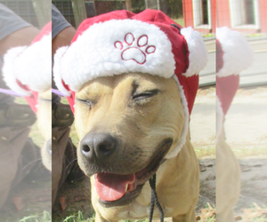 Gilley - Female American Pit Bull Terrier-Labrador Retriever Mix Dog for Adoption - Photo #3